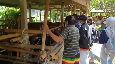 Active Vaccination of Food and Mouth Diseases (FMD) in Singapadu Village in Collaboration with Students of the Faculty of Veterinary Medicine, Udayana University and the Gianyar Regency Agriculture Office
